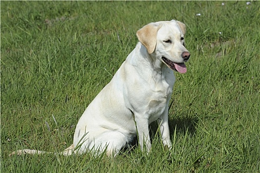 拉布拉多犬,金发