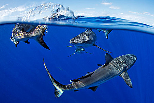 黑尾真鲨,靠近,父亲,礁石,巴布亚新几内亚,水下
