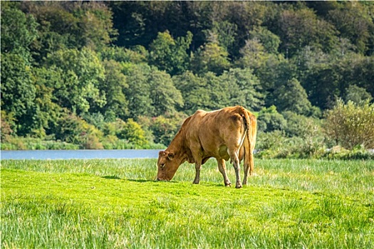 母牛,放牧,自然