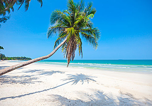 热带沙滩,椰树