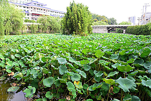 荷花池塘