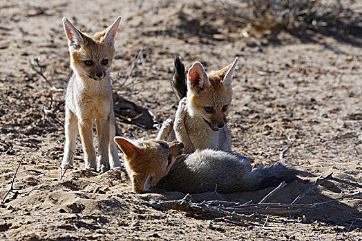狐狸,狐属,两个,幼兽,玩,一个,站立,后面,卡拉哈迪大羚羊国家公园,北开普,南非,非洲