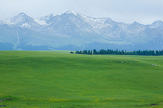 新疆伊犁地区－特克斯－碦拉峻草原