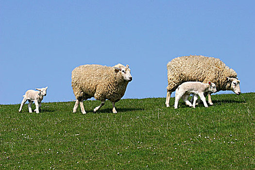 绵羊,羊羔,堤岸,石荷州,德国,欧洲