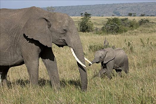 非洲象,幼兽,地点,马赛马拉国家保护区,肯尼亚