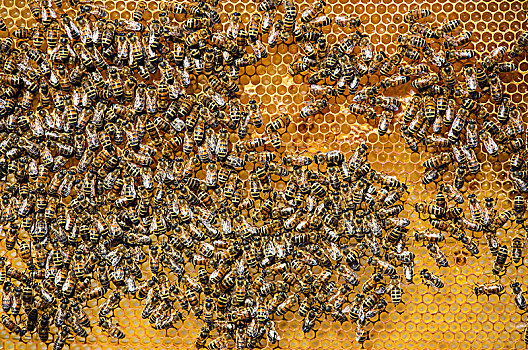 蜜蜂,蜂窝,蜂巢,北莱茵威斯特伐利亚,德国,欧洲