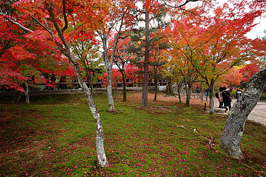 日本京都东福寺