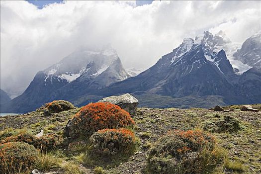 舌头,深红色,金雀花,背景,托雷德裴恩国家公园,巴塔哥尼亚,智利,南美