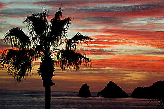 北美,墨西哥,下加利福尼亚州,卡波圣卢卡斯,日落,棕榈树,著名,岩石构造,拱,远景