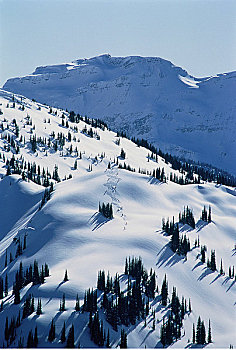滑雪,卡里布,山峦,不列颠哥伦比亚省,加拿大