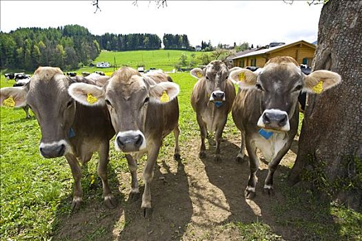 母牛,标示,两个,法律,动物,识别,施蒂里亚,奥地利,欧洲