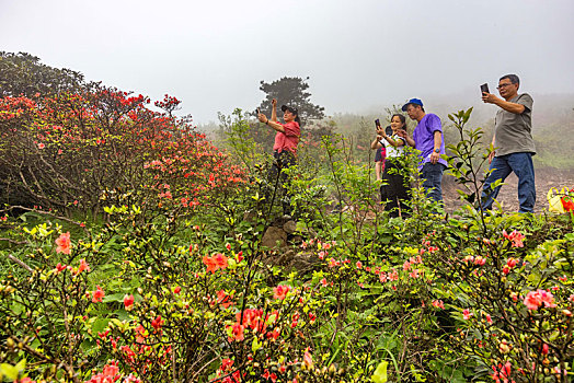 广西昭平县仙殿顶旅游景区,五一,映山红花开迎客来