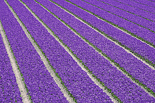 荷兰,紫色,郁金香,花,农场