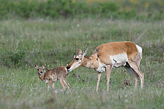 叉角羚,北美叉角羚,母鹿,诞生,草原,东方,蒙大拿