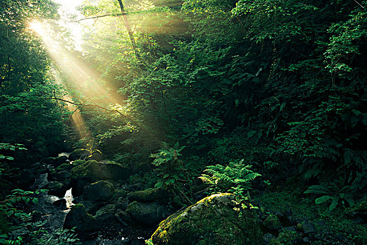 树林,光线,神,瀑布,安特里姆郡,北爱尔兰