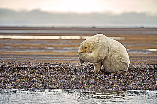 北极熊,砾石,岛屿,冰岛,波弗特,海洋,阿拉斯加,美国