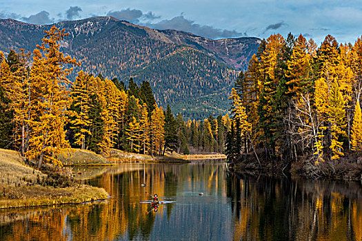 漂流,秋天,水塘,蒙大拿,美国,大幅,尺寸