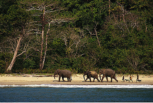 男人,大象,走,海滩,训练,露营,安达曼群岛,印度