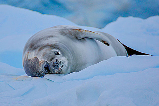 南极威德尔海豹在冰川上