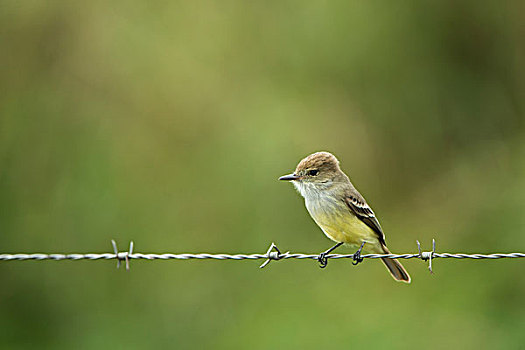 加拉帕戈斯,捕蝇鸟,加拉帕戈斯群岛,厄瓜多尔