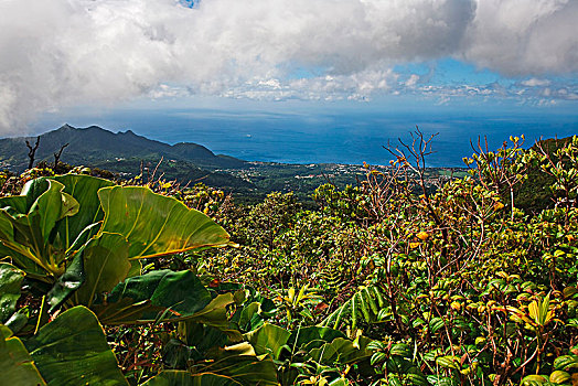 风景,苏佛里耶,火山,郡,巴斯特尔,瓜德罗普,法国,北美