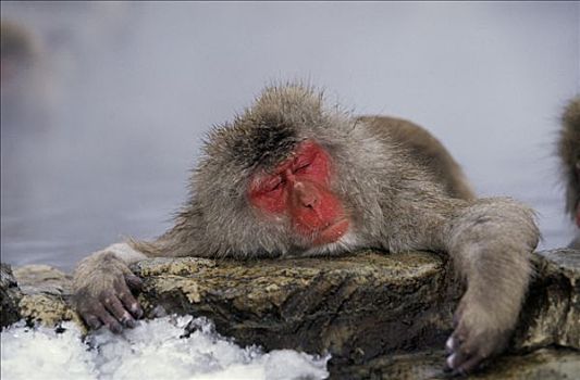 雪猴,休息,日本