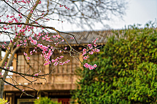 南京梅花山梅花节