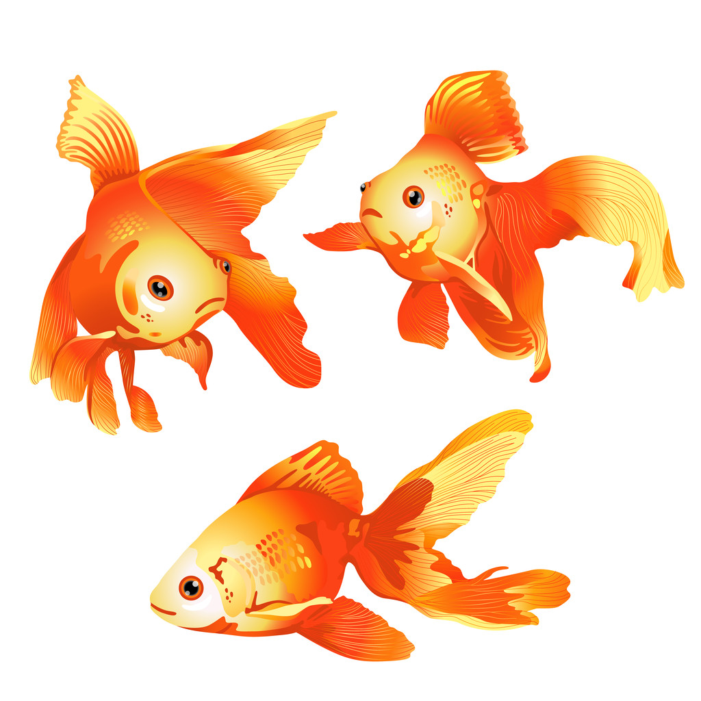金鱼,三个,白色背景