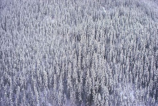积雪,树,省立公园,不列颠哥伦比亚省,加拿大