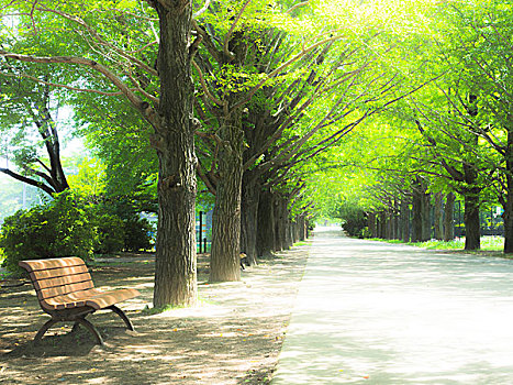 银杏,树,夏天,长椅