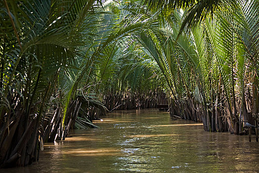 竹子,湄公河,越南,亚洲