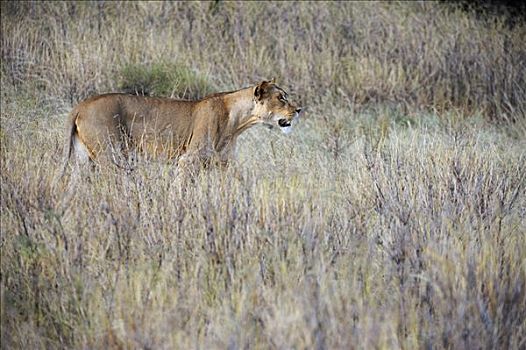 狮子,萨布鲁国家公园,肯尼亚,非洲