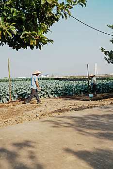羊城广州初冬农科院菜园瓜棚里的劳作的农民