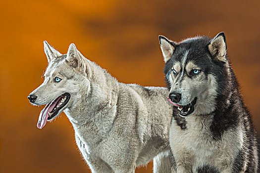 西伯利亚,爱斯基摩犬,上方,彩色背景