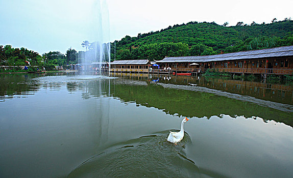 水池,倒影,竹楼,鹅,竹,小木屋