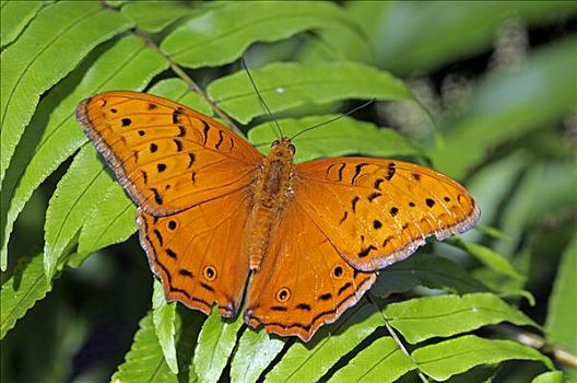 蝴蝶,雄性,昆士兰,澳大利亚