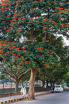 巨树,橘色,花,班加罗尔,印度