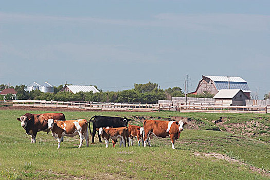 牛,土地,艾伯塔省,加拿大