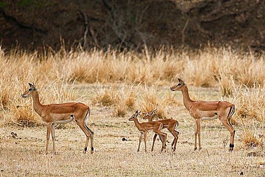黑斑羚,女性,小动物,草原,南卢安瓜国家公园,赞比亚,非洲