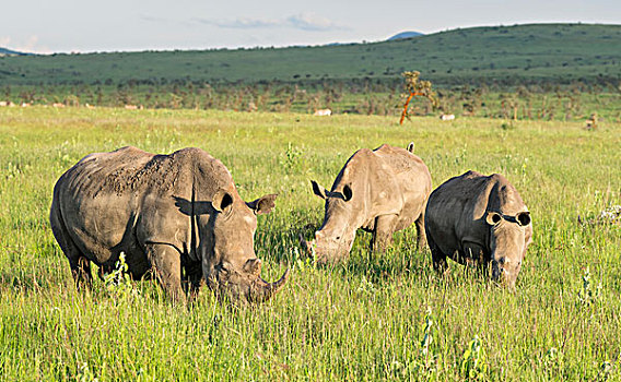 白犀牛,白犀,肯尼亚,非洲,大幅,尺寸
