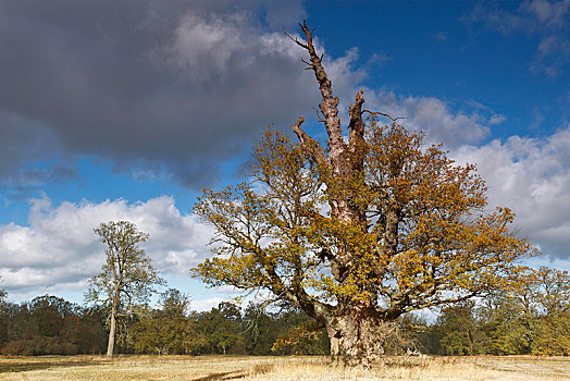 老,橡树,栎属,秋天,中间,生物保护区,萨克森安哈尔特,德国,欧洲