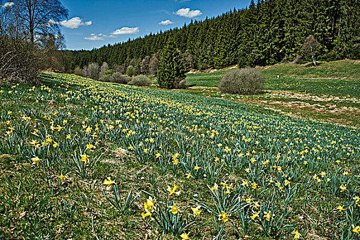 野生,黄色,水仙花,西洋水仙,国家公园,北莱茵威斯特伐利亚,德国