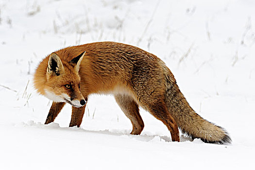 红狐,狐属,雪中,荷兰北部,荷兰