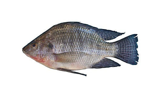 淡水鱼,隔绝,白色背景,背景