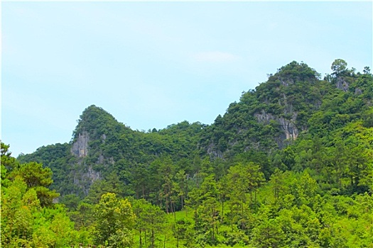 松树,树林