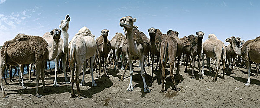 突尼斯,牧群,骆驼,全景