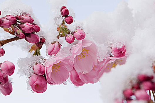 积雪,樱花