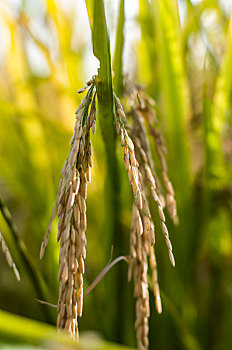 农业生产之农田的水稻特写竖图
