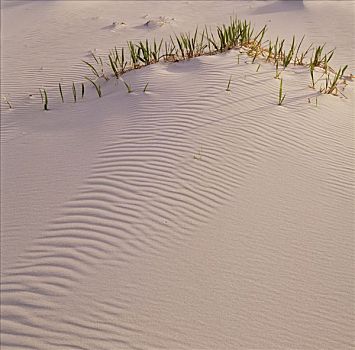 杂草,沙子