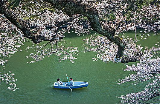日本,东京,城市,区域,樱花